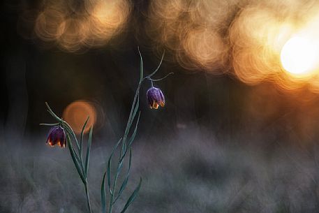 Fritillaria orientalis