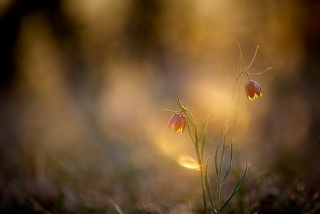 Fritillaria orientalis