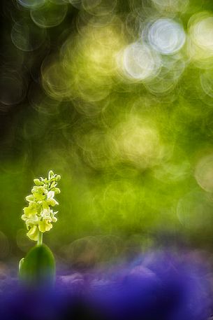 Orchis pallens