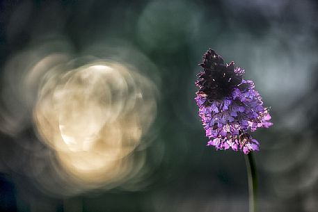 orchis purpurea