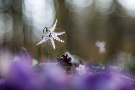 Dogtooth violet.Erythronium dens-canis