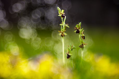 Early Spider-orchid, ophrys sphegodes