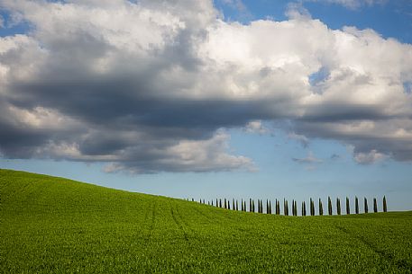 Smooth green hills and cypress trees near San Quirico d'Orcia town, Tuscany, Italy