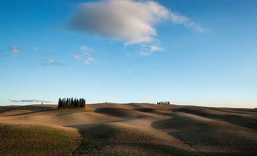 Cypress hills, San Quirico D'Orcia, Tuscany, Italy Cypress hills, San Quirico D'Orcia, Tuscany, Italy