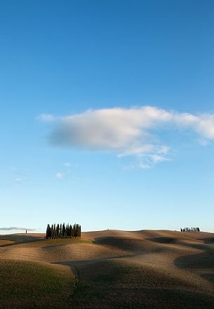 Cypress hills, San Quirico D'Orcia, Tuscany, Italy Cypress hills, San Quirico D'Orcia, Tuscany, Italy