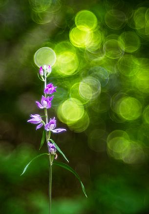 Cephalanthera Rubra, wild orchid