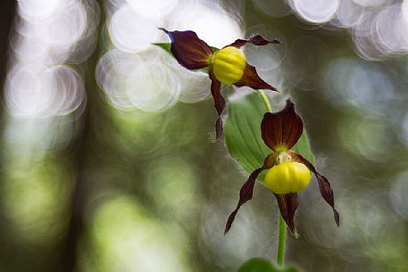 Cypripedium Calceolus, wild orchid (Venus slippers)