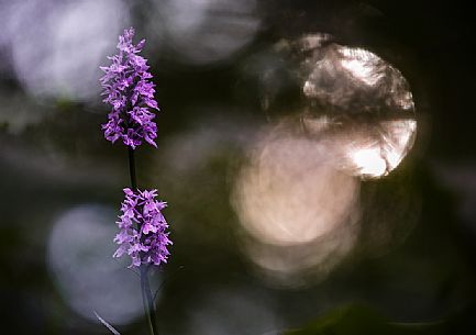 Dactylorhiza fucsii, wild orchid 