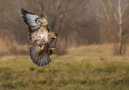 Flying Common buzzard 