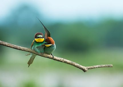 European bee eaters couple