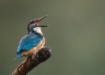 Male Kingfisher singing