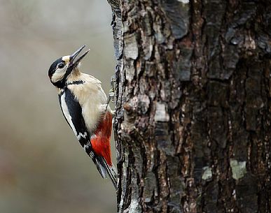 Woodpecker