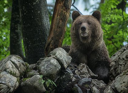 Brown female european bear portrait