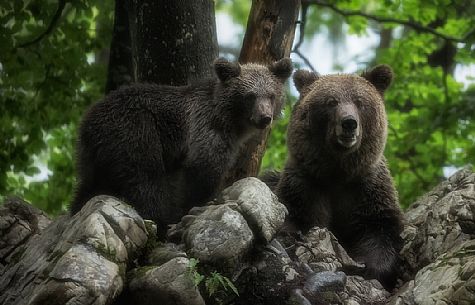Brown female european bear with cub
