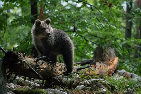 Brown european cub