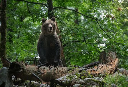 Brown european cub