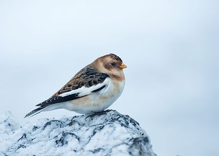 Snow bunting, Plectrophenax nivalis, Iceland