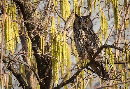 Long eared owl