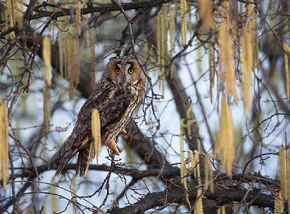 Long eared owl