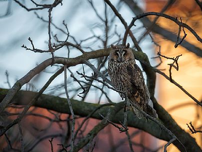 Long eared owl