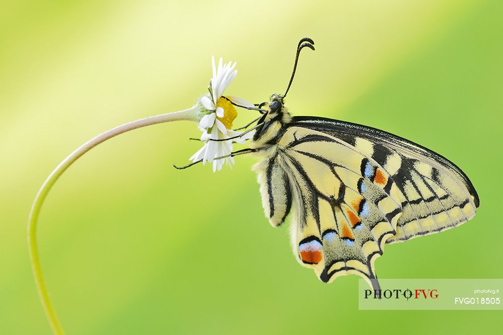 Old World swallowtail (Papilio machaon) butterfly on daisy