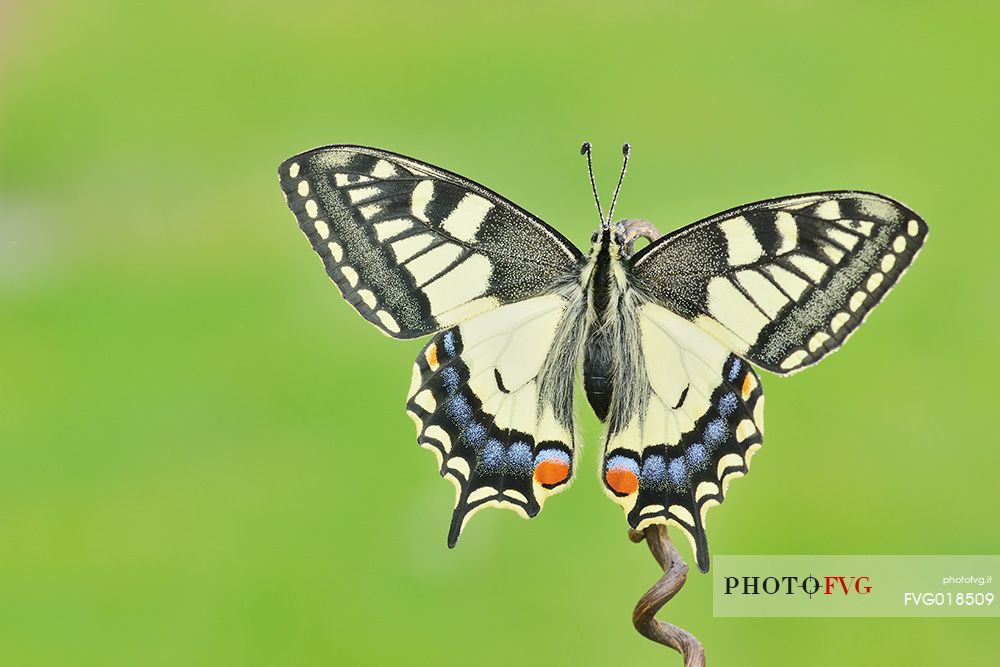 Old World swallowtail (Papilio machaon) butterfly on a stick