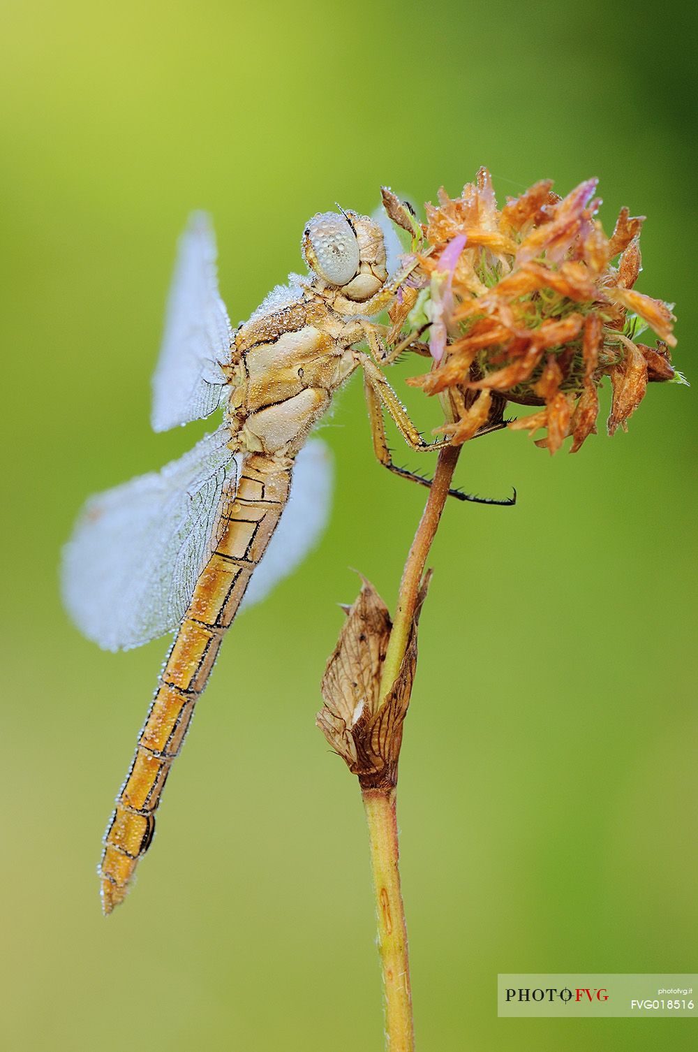 Dragonfly on a stick