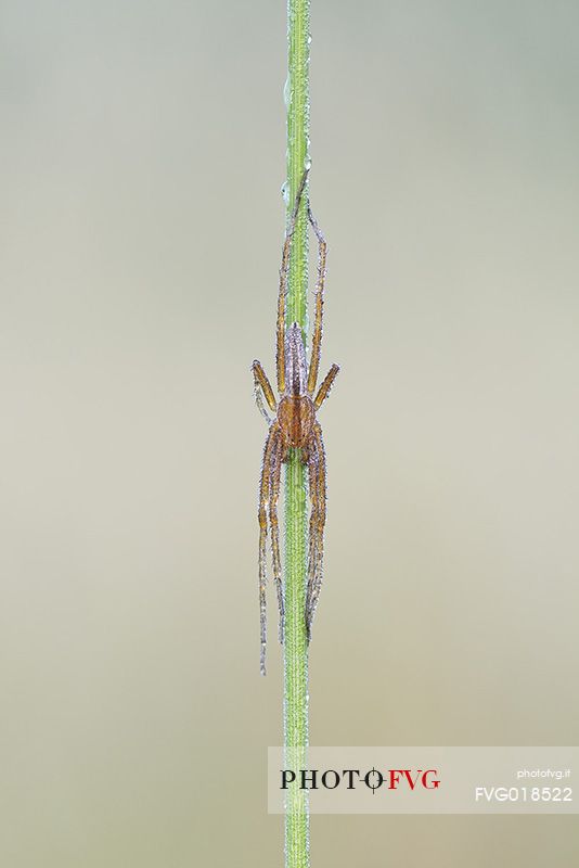 Spider on a grass leaf