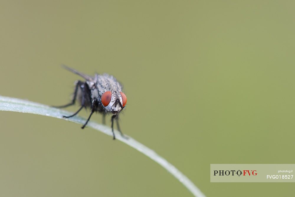 Fly on a grass leaf