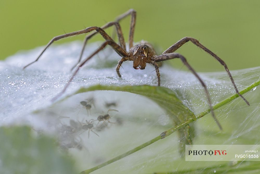 Spider Mom on a grass leaf
