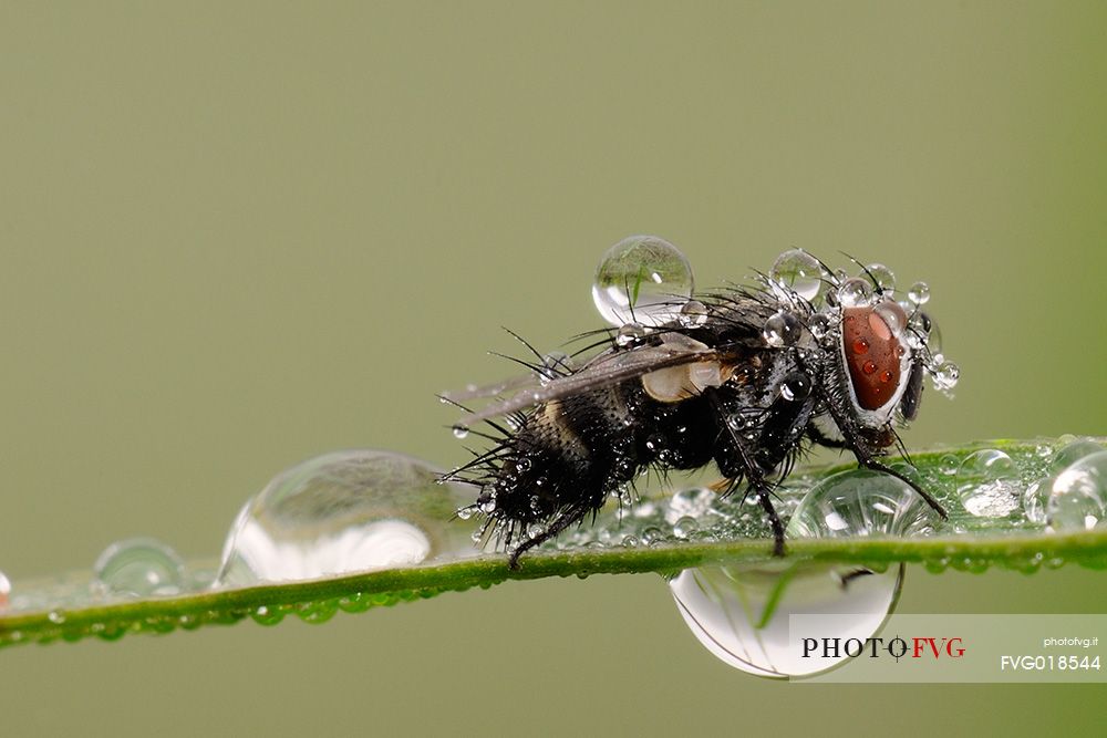 Fly on a grass leaf