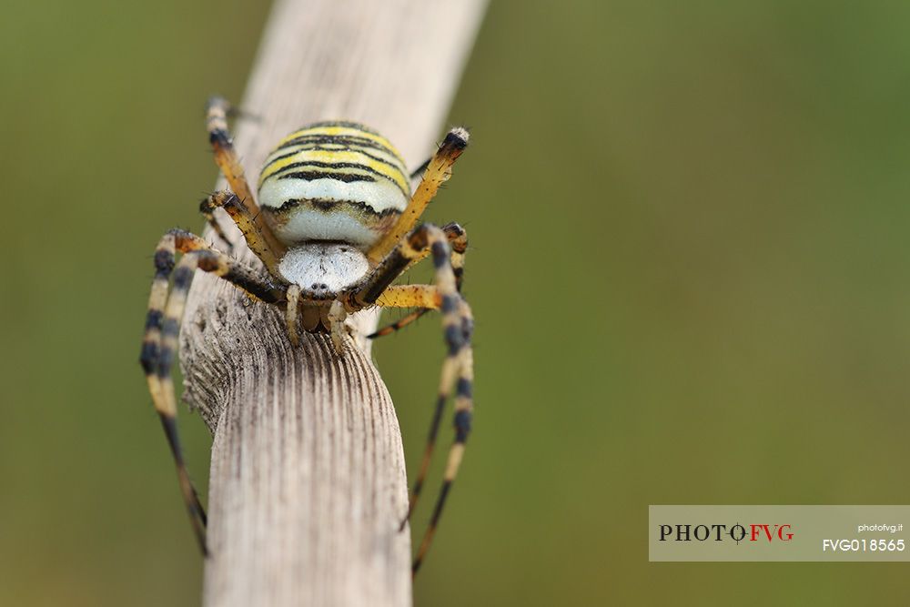 Colored spider on a dried stick