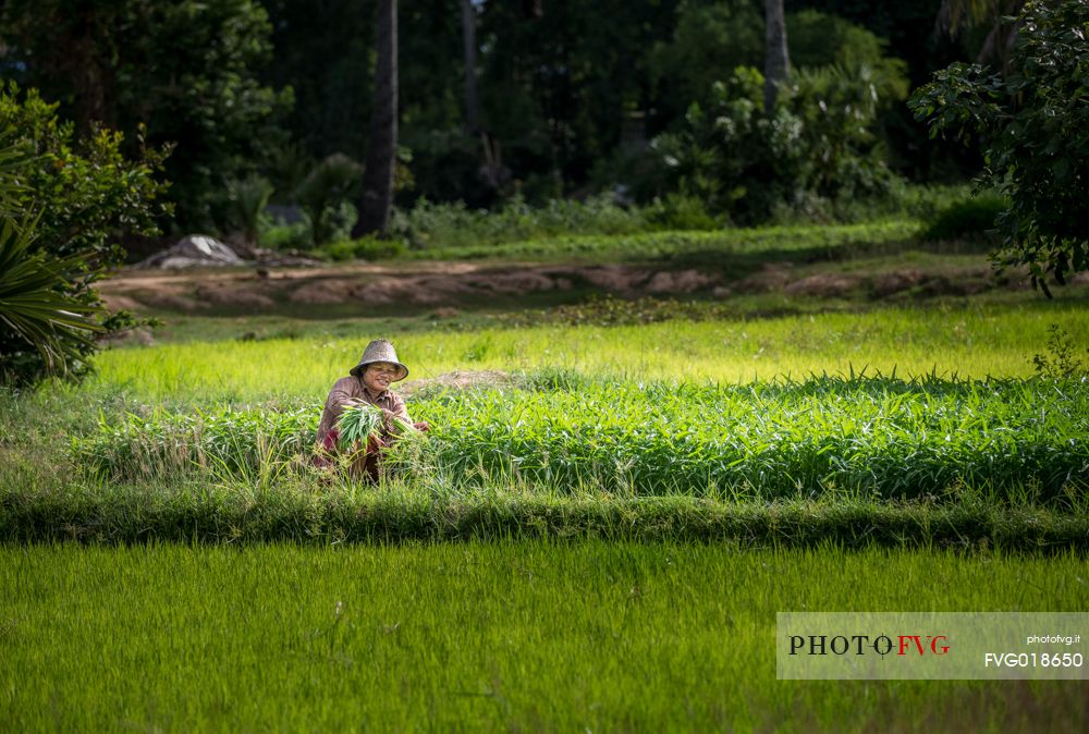 A woman working in the fields