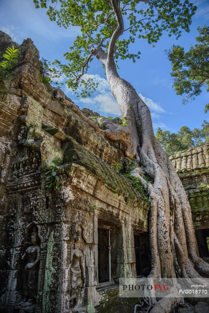 Ta Prohm temple