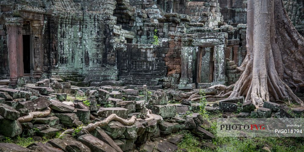 Ta Prohm  temple