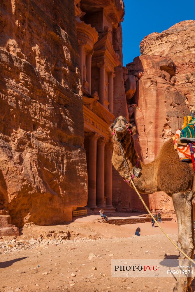 Bedouin camel rests near the treasury Al Khazneh carved into the rock at Petra, Jordan