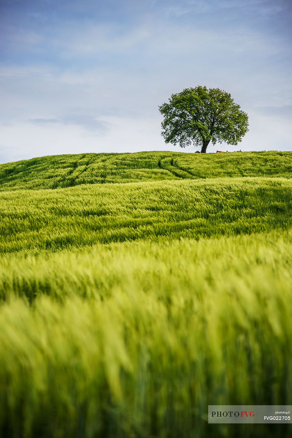 Lonely tree in Orcia valley, Tuscany, Italy