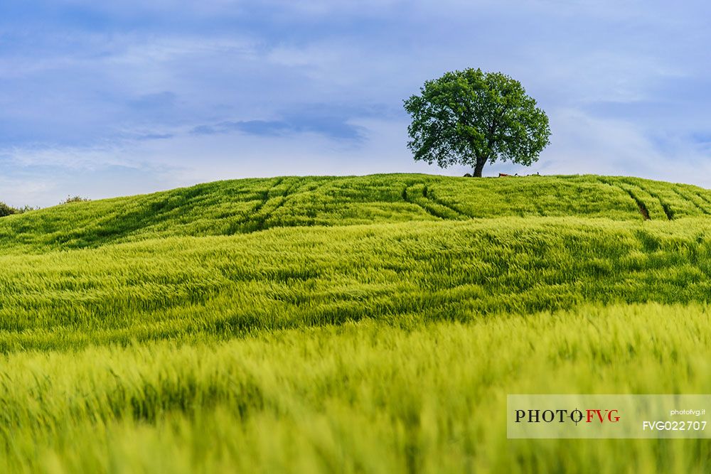 Lonely tree in Orcia valley, Tuscany, Italy