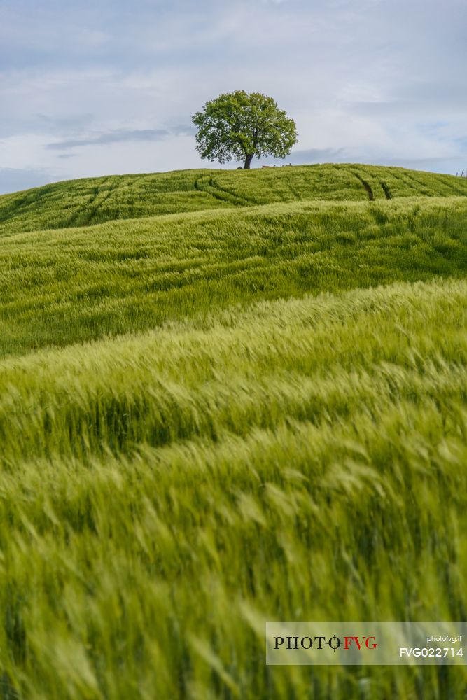 Lonely tree in Orcia valley, Tuscany, Italy