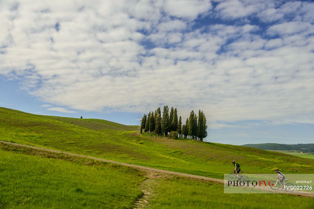 Cyclists in the typical tuscan landscape, Orcia valley, Italy