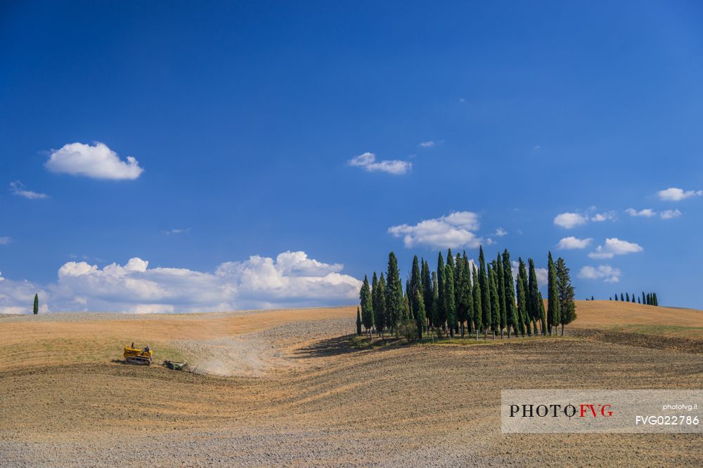 Cypress of San Quirico d'Orcia, Tuscany, Italy