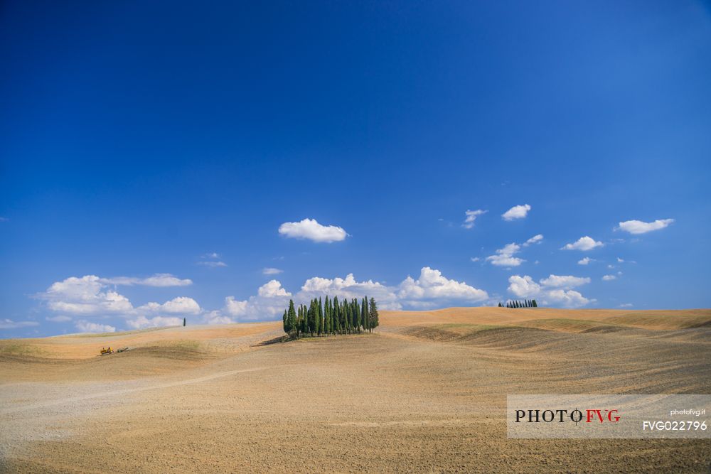 Cypress of San Quirico d'Orcia, Tuscany, Italy