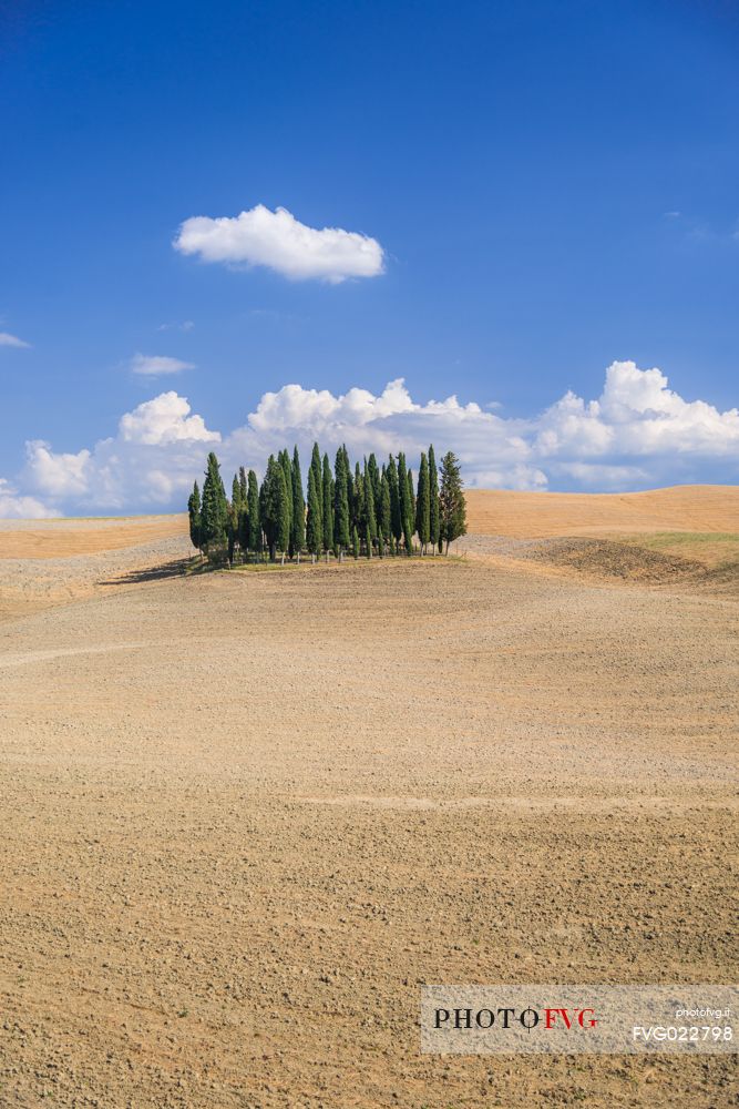 Cypress of San Quirico d'Orcia, Tuscany, Italy