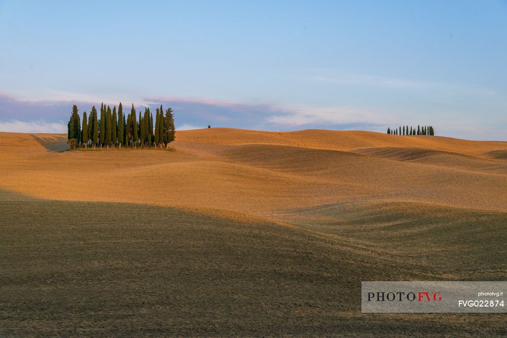 Cypress of San Quirico d'Orcia, Tuscany, Italy