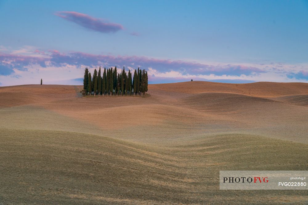 Cypress of San Quirico d'Orcia, Tuscany, Italy