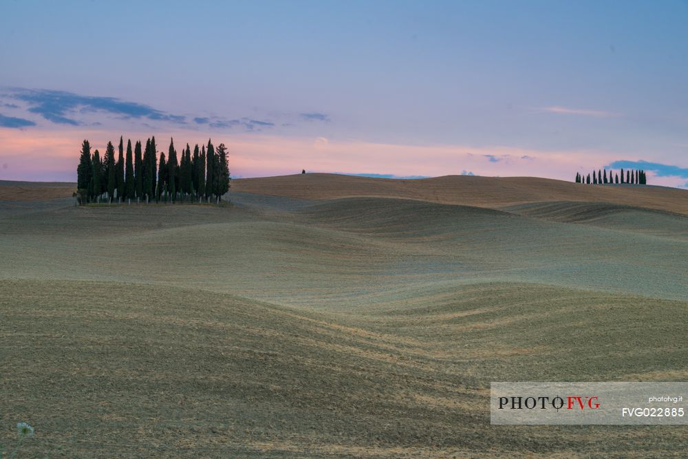 Cypress of San Quirico d'Orcia, Tuscany, Italy