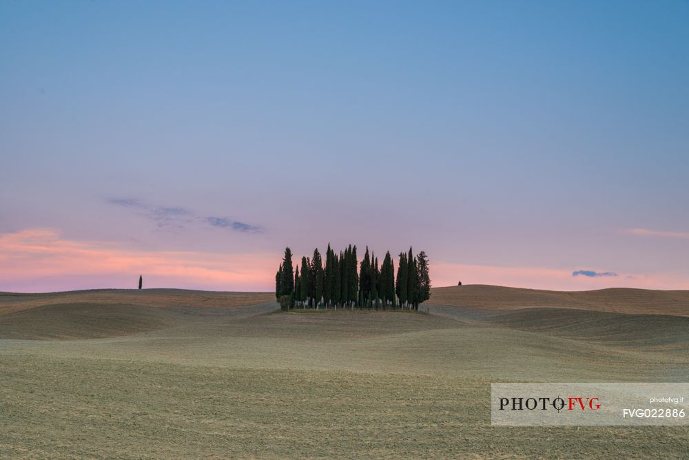 Cypress of San Quirico d'Orcia, Tuscany, Italy