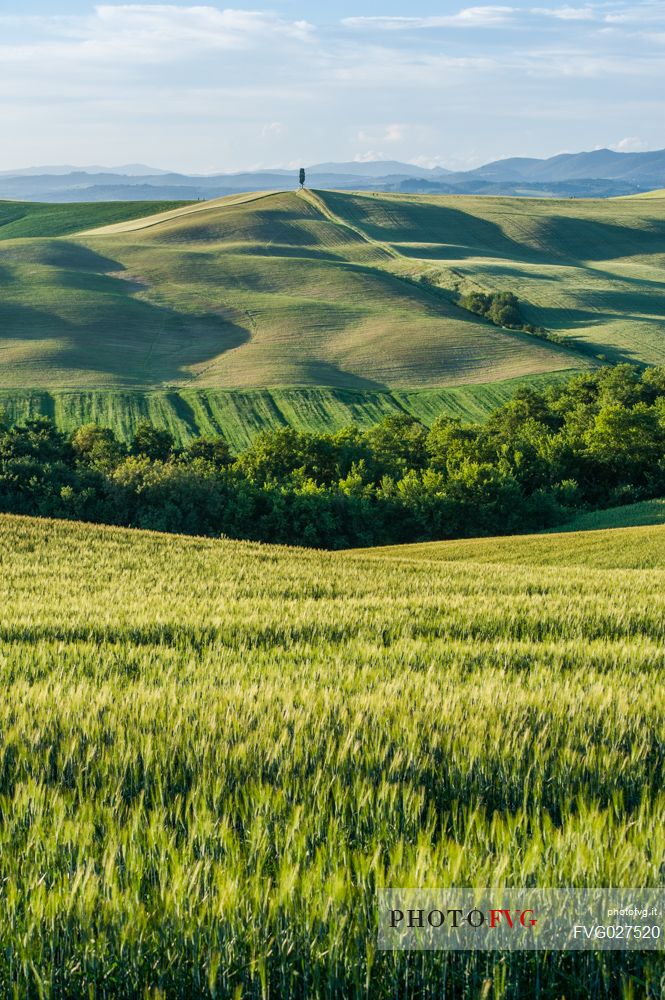 Crete Senesi landscapes, Asciano, Orcia valley,Tuscany, Italy