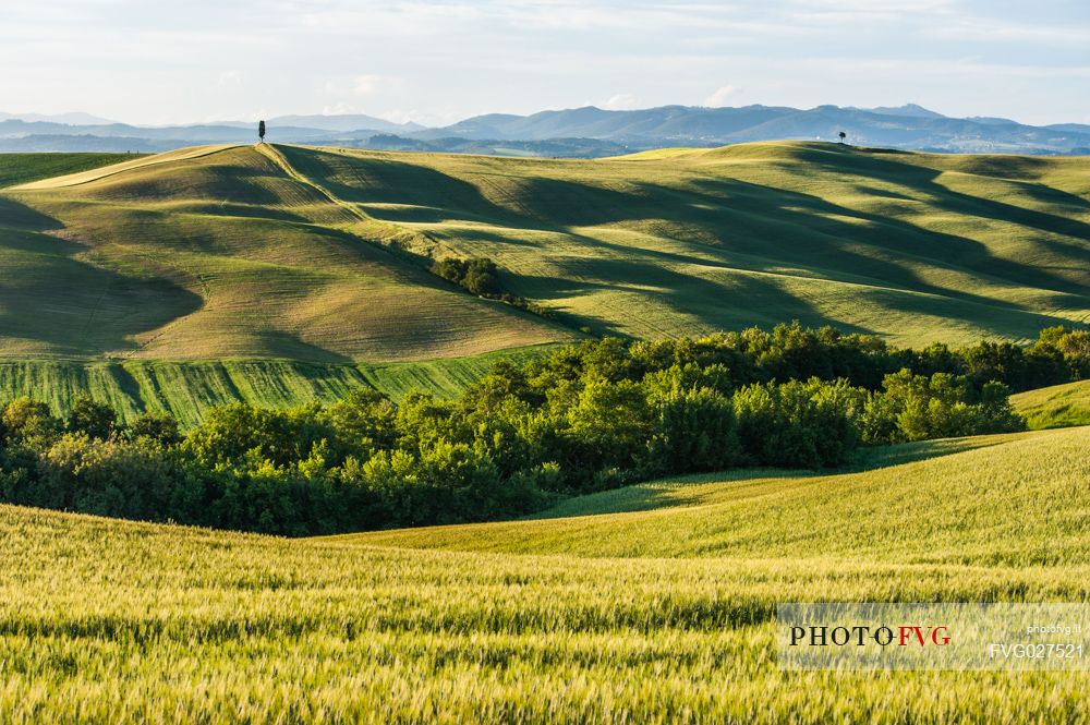 Crete Senesi landscapes, Asciano, Orcia valley, Tuscany, Italy