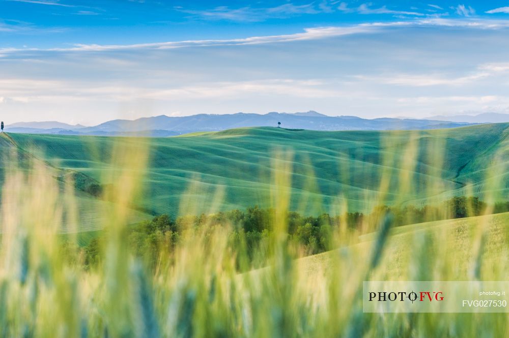 Crete Senesi landscapes, Asciano, Orcia valley, Tuscany, Italy